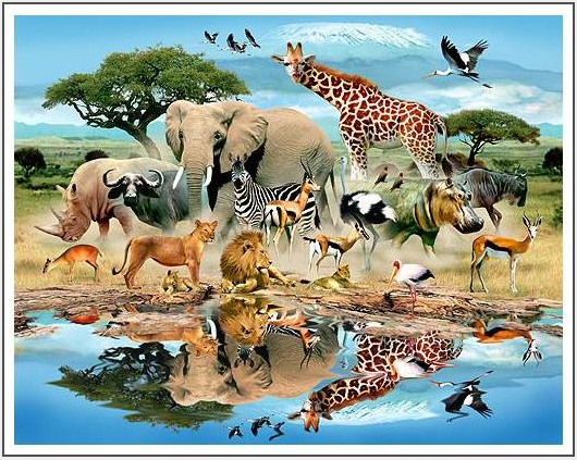 Animals